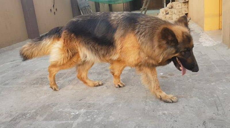 German shepherd female breeder 4