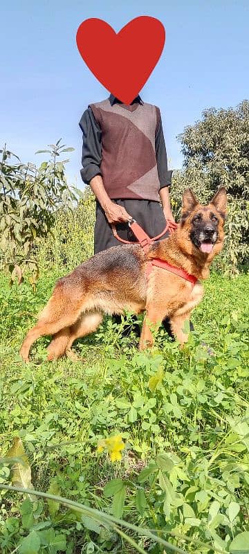 German shephard showline gsd female for sale 03030746231 0