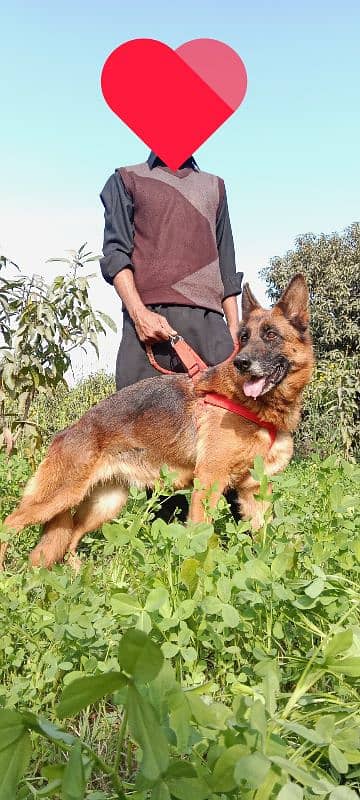 German shephard showline gsd female for sale 03030746231 1