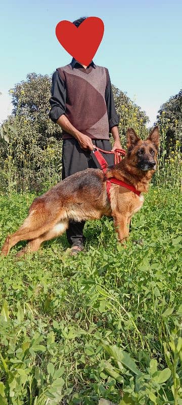 German shephard showline gsd female for sale 03030746231 2