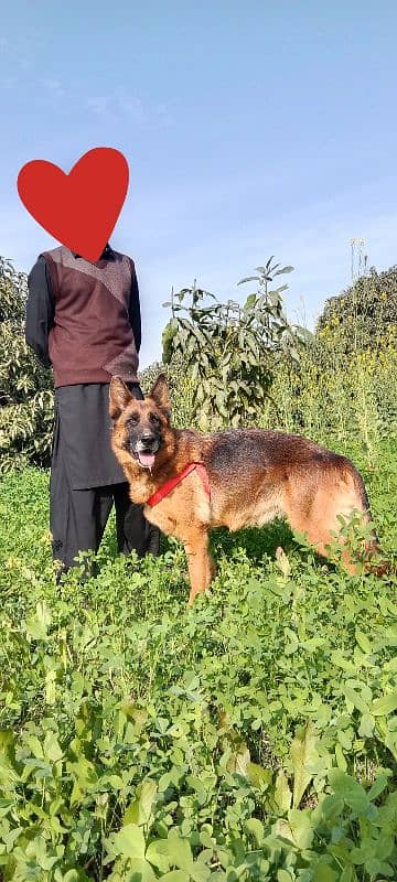 German shephard showline gsd female for sale 03030746231 3