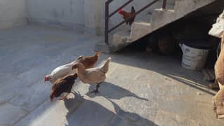 4 hens & 1 cock for sale