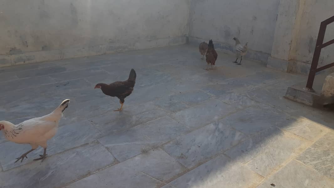 4 hens & 1 cock for sale 1