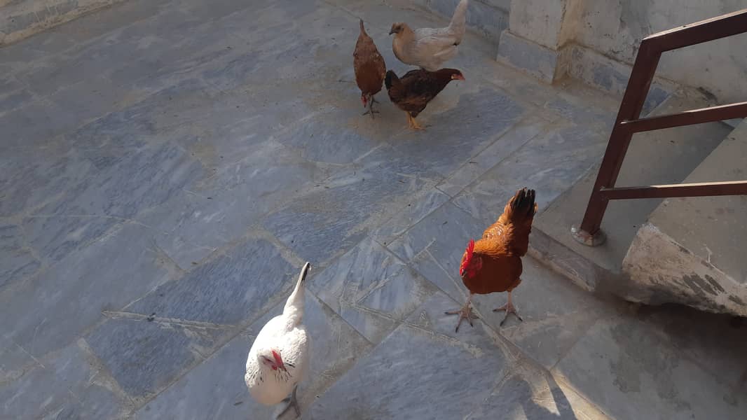 4 hens & 1 cock for sale 2