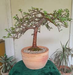 Bonsai JADE