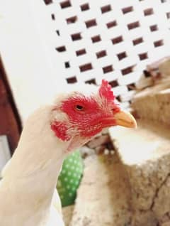 Heera Aseel Hen for Sale