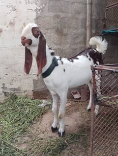 Bakra bakri peair for sel