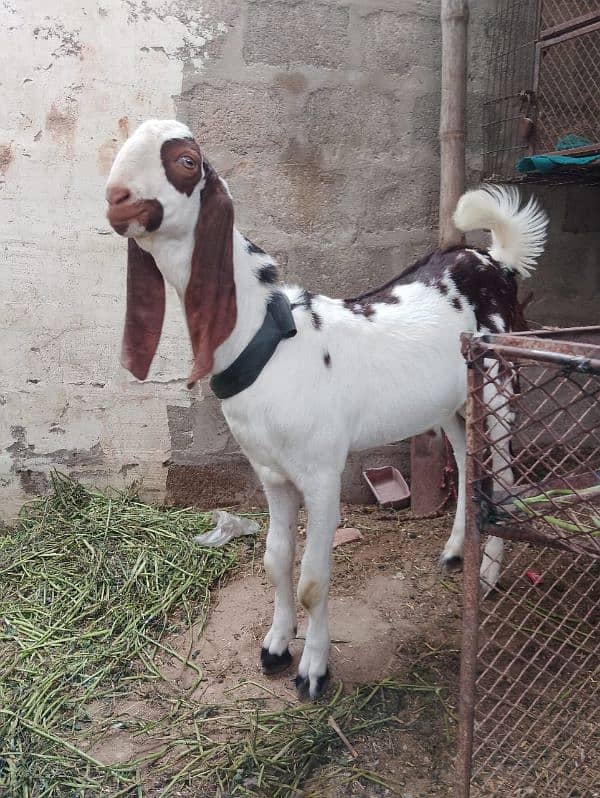 Bakra bakri peair for sel 0