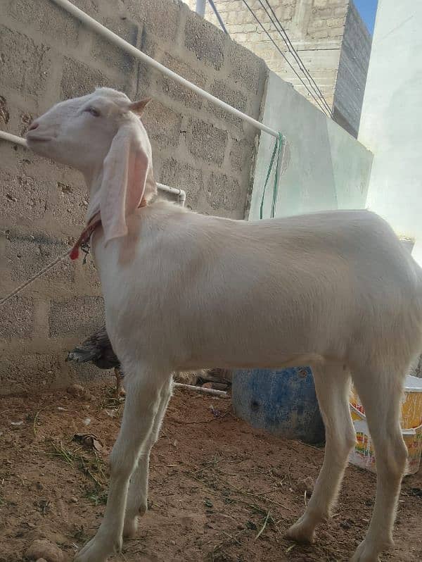 Bakra bakri peair for sel 5