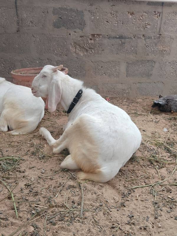 Bakra bakri peair for sel 8