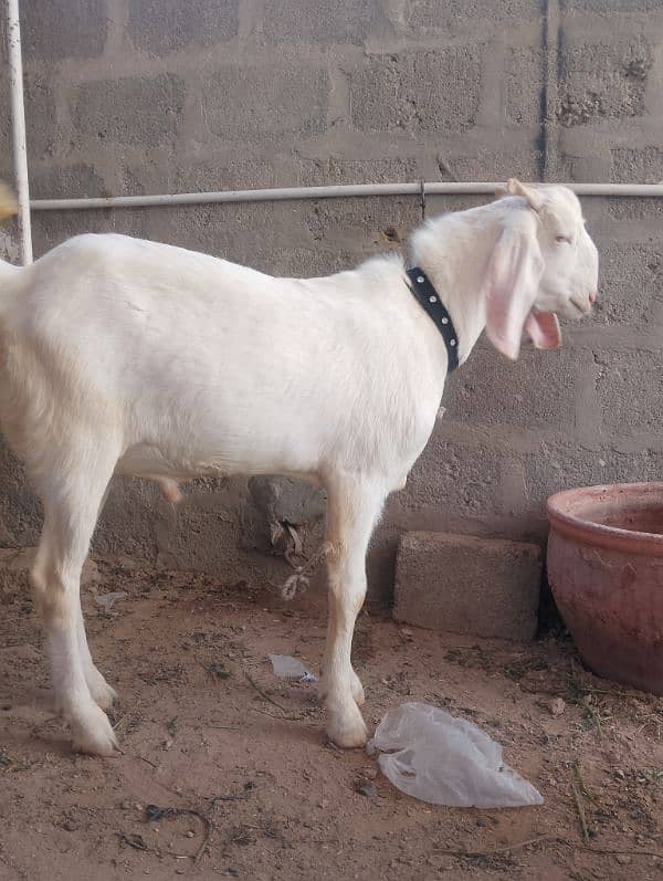 Bakra bakri peair for sel 12