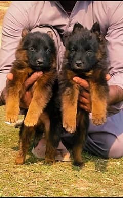 German Shepherd Puppies / German Shepherd double coat Pair / GSD