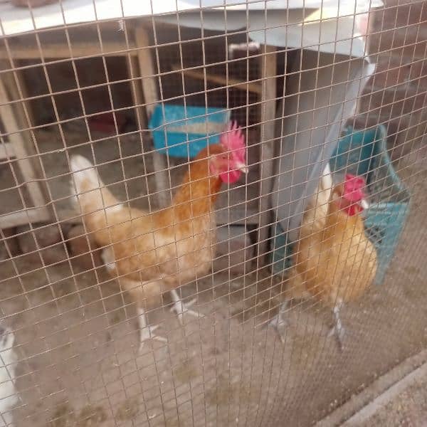 dasi hen for sale دیسی مرغیاں برائے فروخت 0