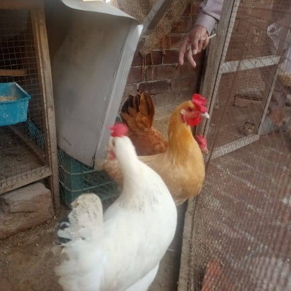 dasi hen for sale دیسی مرغیاں برائے فروخت 2