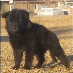 Balck German long female available for sale