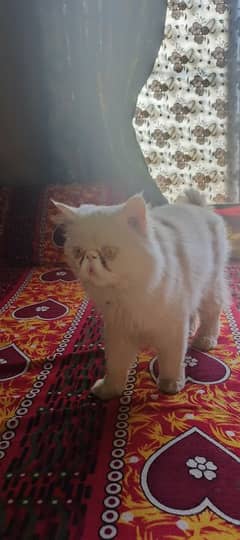 Persian cat for sale