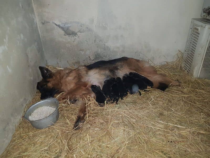 German shepherd female breeder 5