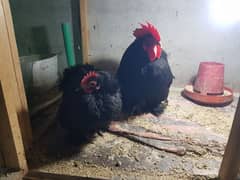 Black Bantam pair