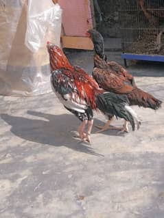 mianwali aseel pair for sale