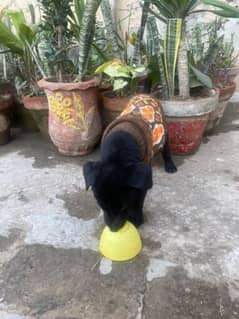 Black Labrador Male - 45 Days- Non_Pedigree