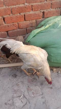 Aseel HEERA MALE FOR SALE