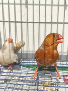 Full Orange zebra finch breeder pair jumbo size pathay also avail.