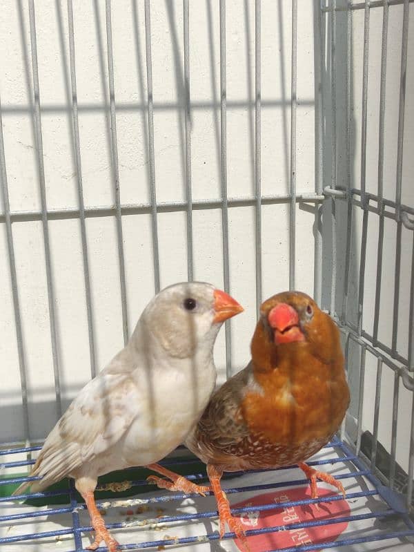 Full Orange Working Finch breeder pairs & Light back, price per pair 3