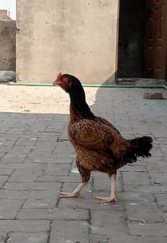 Aseel pure female hen egg lying active and healthy 03271521558