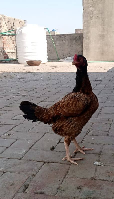 Aseel pure female hen egg lying active and healthy 03271521558 1