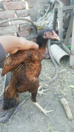 aseel sindhi hen