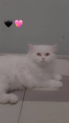 Persian Cat For Sale Triple Coat Brown Eyes