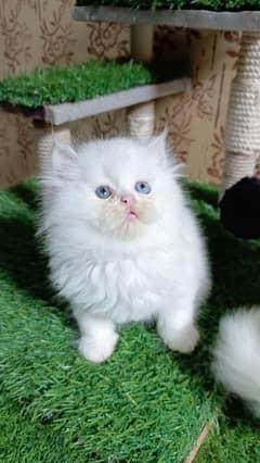 Beautiful Persian kittens (odd eyes)(Triple coat)(Cash on delivery)