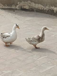 Ducks breeder pair for sale