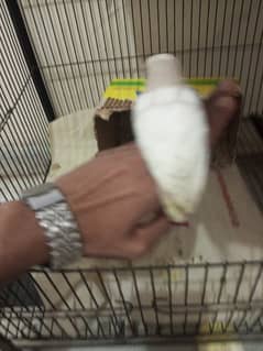 cocktail and love bird hand tame available on hand feed