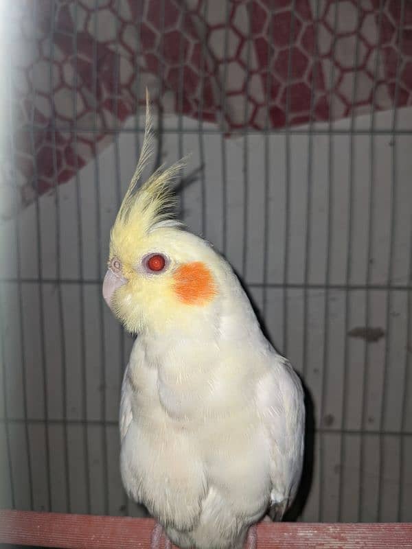 cream cocktail parrot male 1