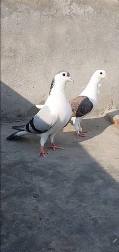 Qasid pigeon fancy sherazi pigeon