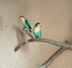 ParBlue Breeder Pair 03134560009