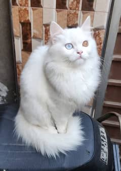 Persian Cat For Urgent Slae