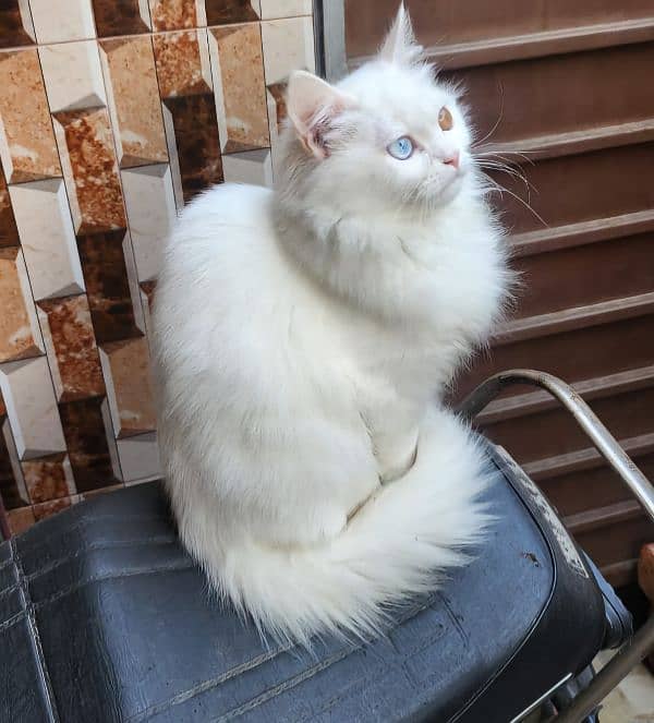 Persian Cat For Urgent Slae 1