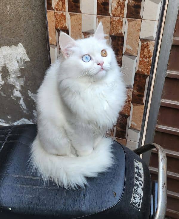 Persian Cat For Urgent Slae 2