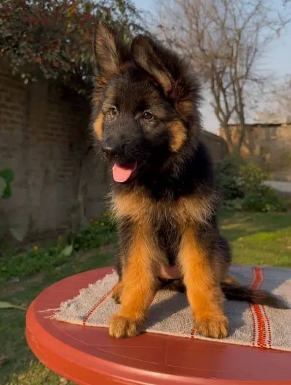 German shepherd puppy Whatsapp nu 03258925374 2