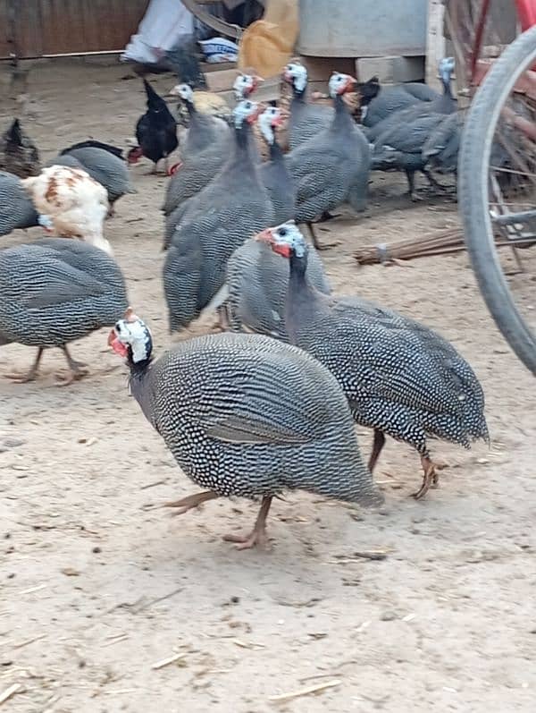 genafowl 2