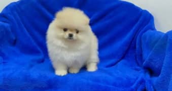 Pomeranian puppy tea cup size