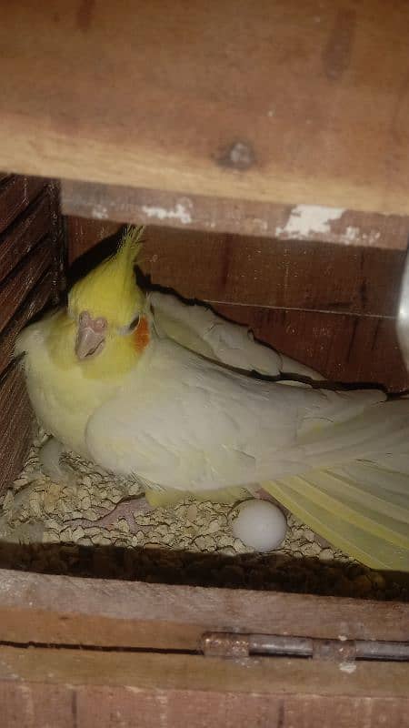 cocktiel budgie exi rainbow working All breeder pair with chicks 0