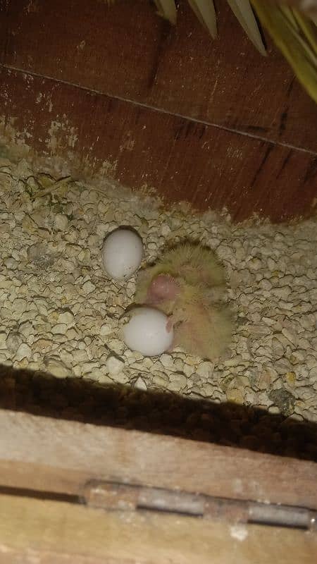 cocktiel budgie exi rainbow working All breeder pair with chicks 1