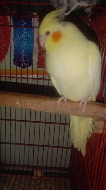 cocktiel budgie exi rainbow working All breeder pair with chicks 2