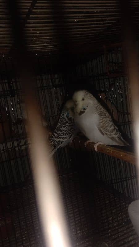 cocktiel budgie exi rainbow working All breeder pair with chicks 4