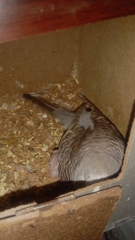 cocktiel budgie exi rainbow working All breeder pair with chicks 5