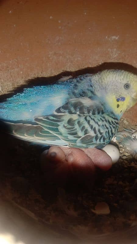 cocktiel budgie exi rainbow working All breeder pair with chicks 7