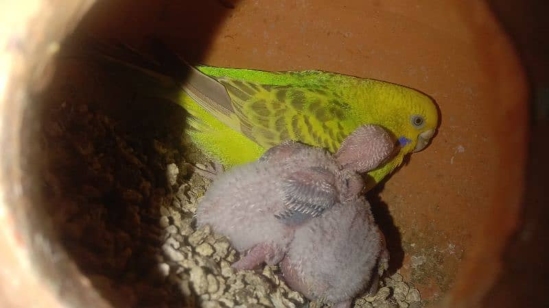 cocktiel budgie exi rainbow working All breeder pair with chicks 8